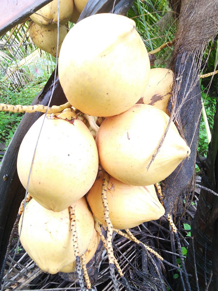 coconut-orange-dwarf