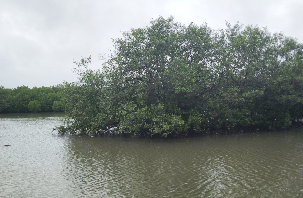Mangrove-Island