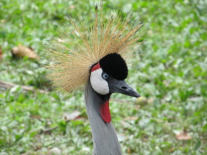 Crane threatened