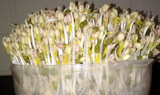 Bean Sprouts