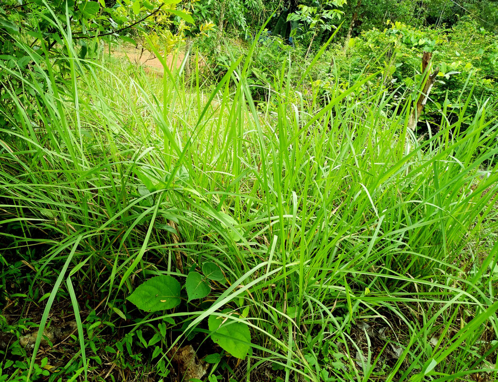 Desmostachya bipinnata