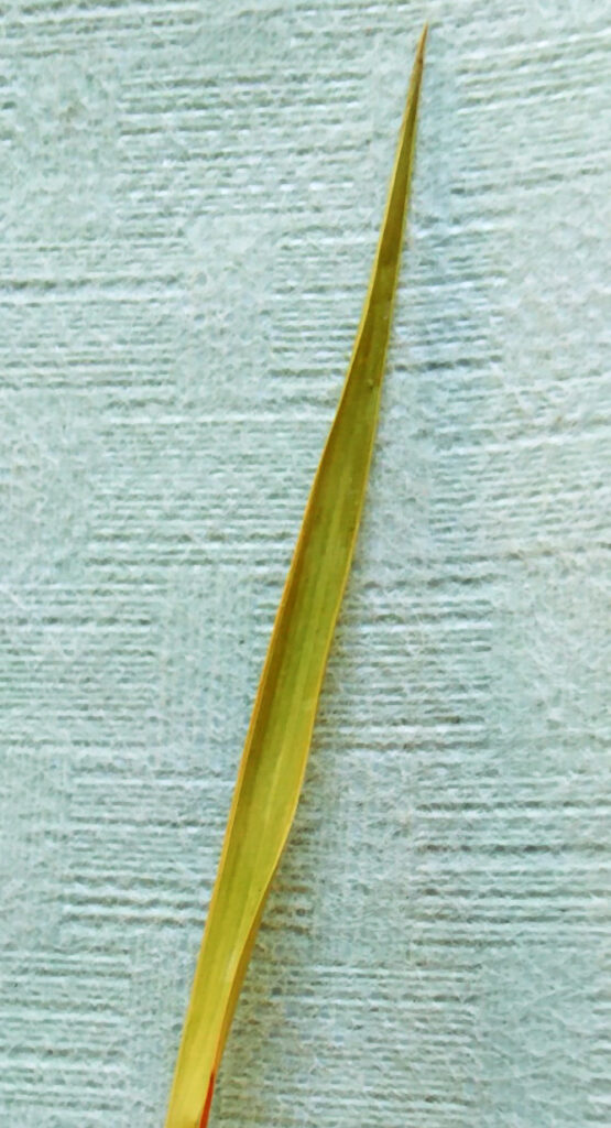 Kushaagra