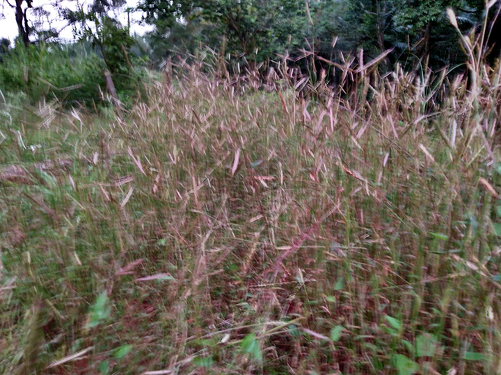 Weeds