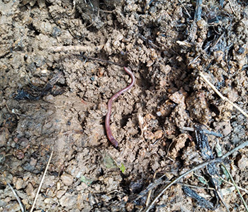 Earthworm