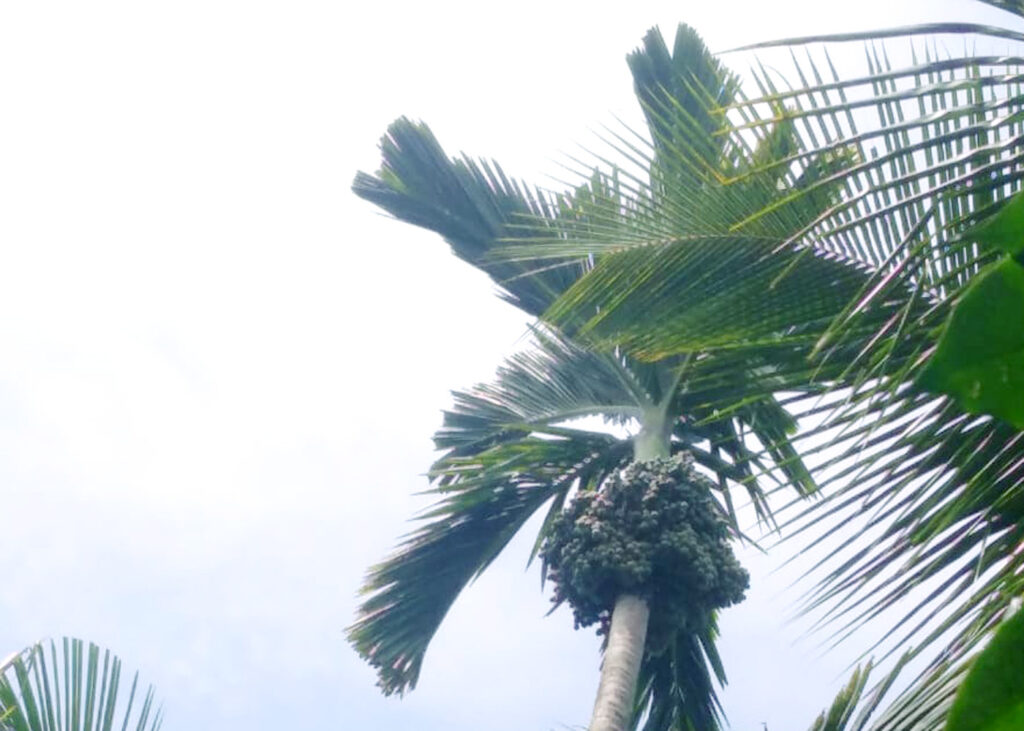 Areca