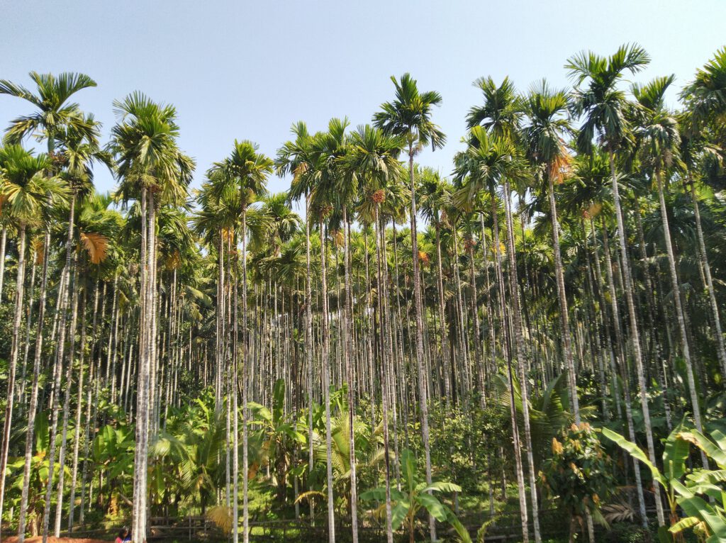 arecanut