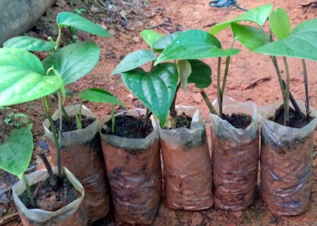 Pepper plant