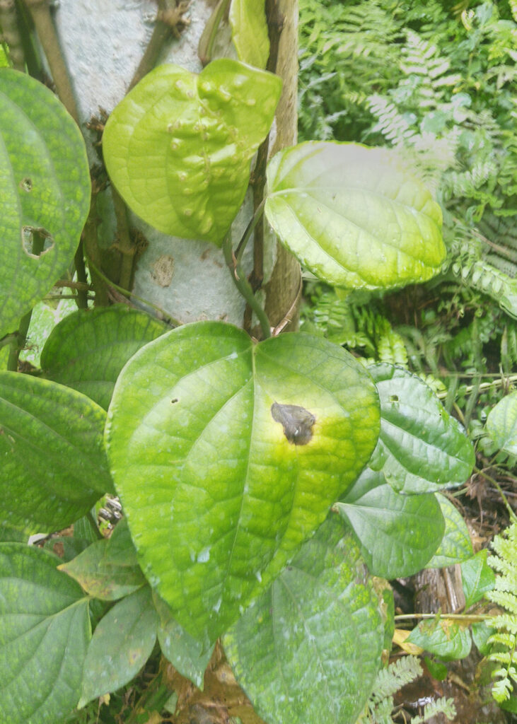 Leaf spot