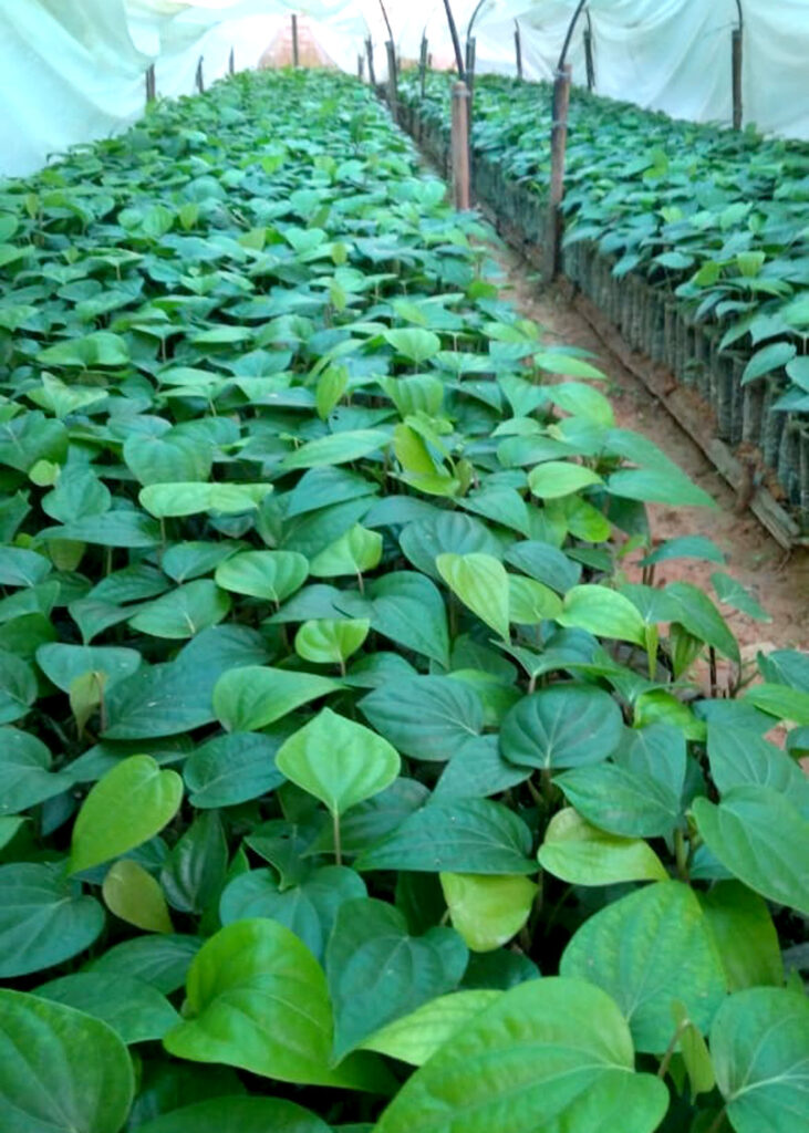 Pepper nursery