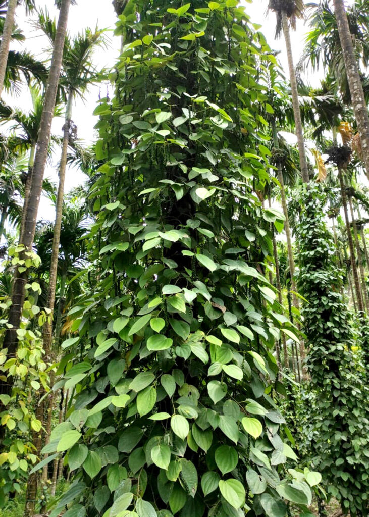 Pepper vines