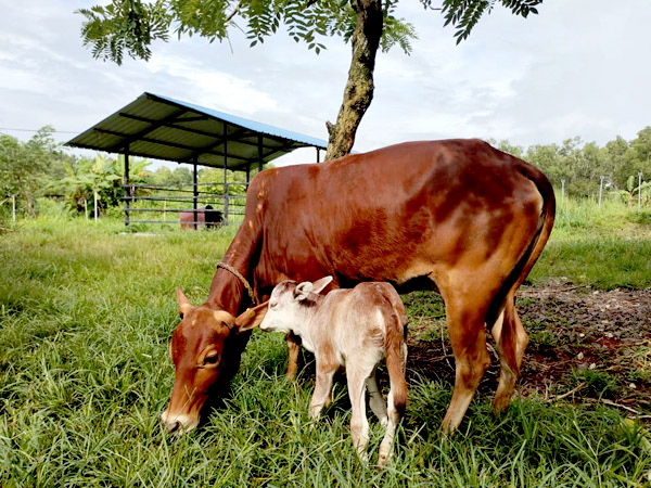 Kasaragod cow