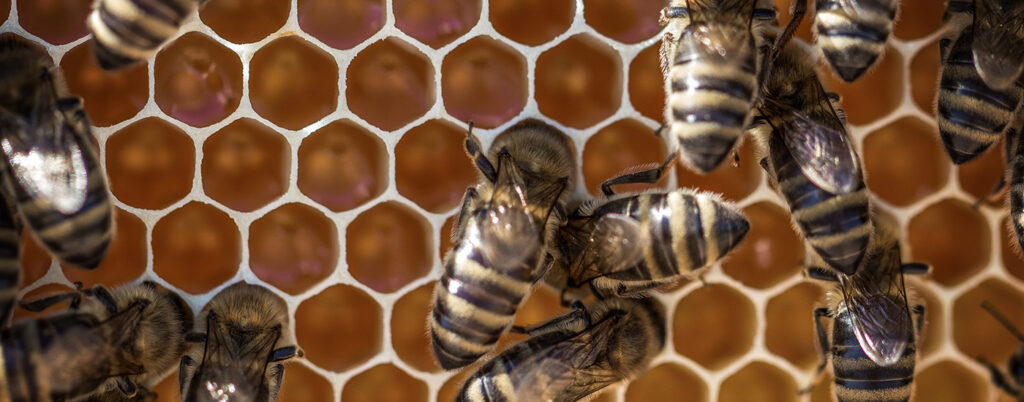 Honeycomb