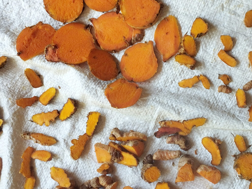 Different-varieties-of-turmeric