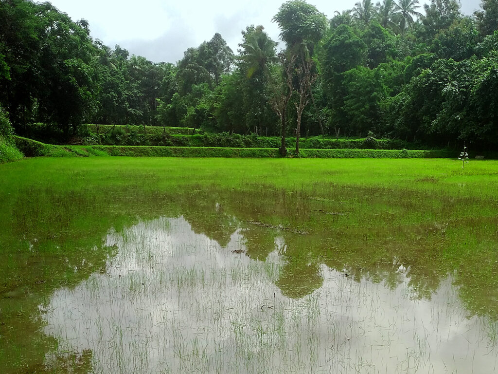 Paddy field