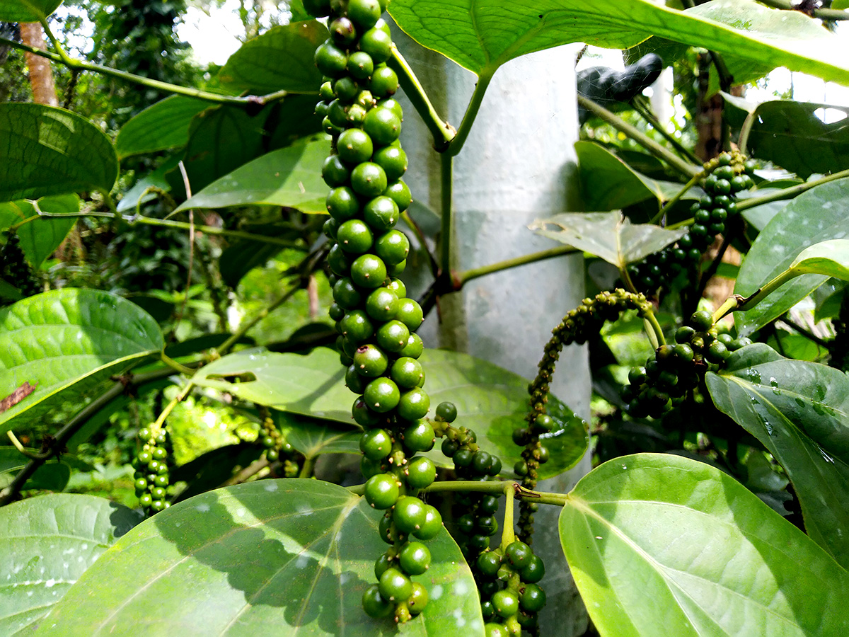 ಕಾಳುಮೆಣಸಿನ ರೋಗದಿಂದ ಸಂರಕ್ಷಣೆ