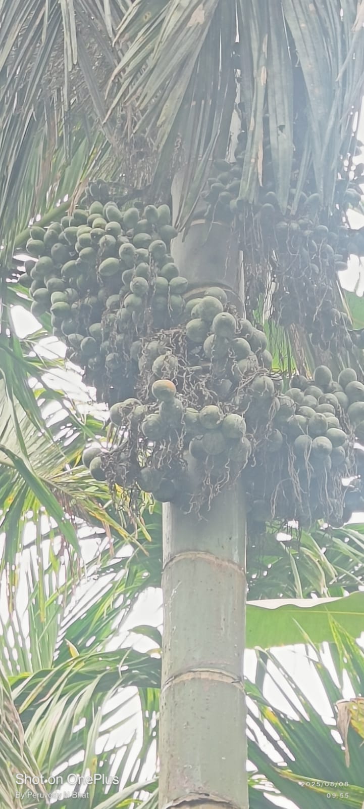 ರಿಮೋಟ್ ಚಾಲಿತ ಅಡಿಕೆಮರದ ಸಿಂಪರಣಾ ಯಂತ್ರದ ಪರಿಚಯ