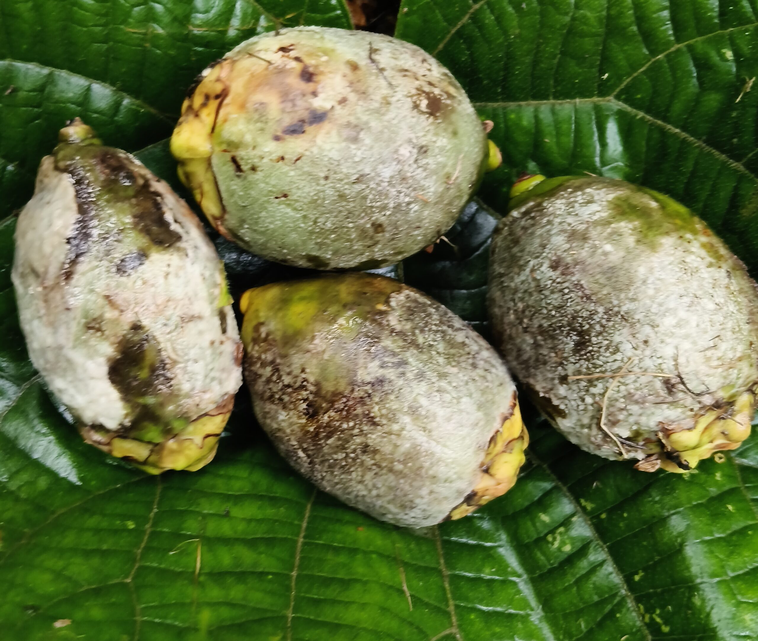 ಕೊಳೆರೋಗ ಮುಕ್ತ ಅಡಿಕೆಯ ತೋಟ